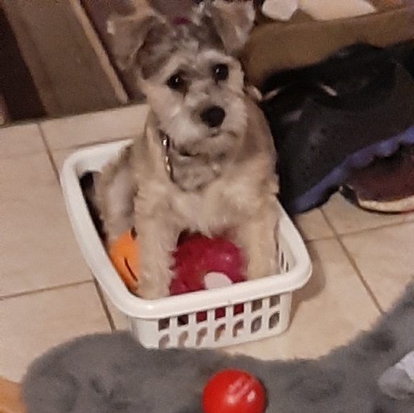 Meet your Posher, Caitlin - Picture 1 of 1